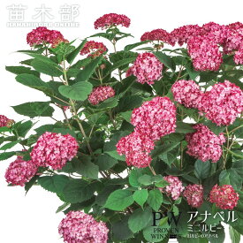 あじさい 【ミニルビー （ルビーのアナベル）】 （PW) ベビー苗 3.5ポット苗 登録品種・品種登録
