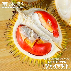 �h���A�� �y���b�h�h���A�� �W���C�A���g�z Durio graveolens 'Giant' ���� 5���X���b�g���A��