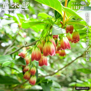 �h�E�_���c�c�W �y���g�сz 3���|�b�g�c