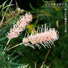 グレビレア 【ピンクサプライズ】 5号スリット鉢植え