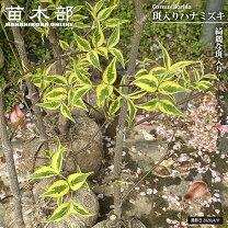 楽天市場】ハナミズキ レインボー（植木｜ガーデニング・農業）：花 