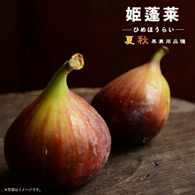 いちじく 【姫蓬莱】 2年生苗 ■限定販売■
