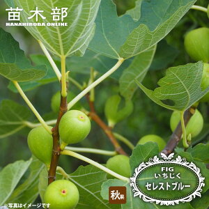 �C�`�W�N �y�Z���X�g�u���[�z 1�N�� �}���ؕc 4���|�b�g