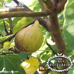 �������� �y���[�~�[�X�C�[�g�z�h 1�N�� �}���ؕc 4���|�b�g