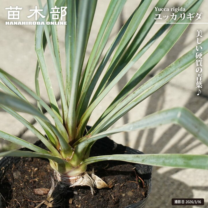 楽天市場】【リギタ】ユッカ 5号ポット植え 耐寒性南欧風プランツ 