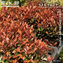 楽天市場】ベニカナメモチ（ガーデニング・農業｜花・ガーデン・DIY 