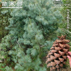 �}���`�l�X �s�j�����}�c 4�����A��