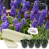 ムスカリ 【アルメニアカム】 キッチンプランターセット