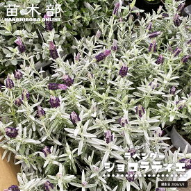ラベンダー 【ショコラティエ】 3.5号ポット苗