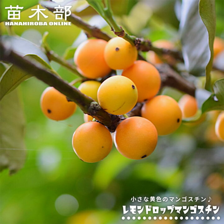 楽天市場】【レモンドロップマンゴスチン】 Garcinia intermedia 実生 