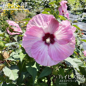 nCrXJX yT}tBbN Xgx[}[uz 3.5|bgciPW)