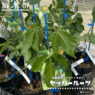 ホワイトサポテ 【セッパー ルーク】 1年生 5号ポット苗