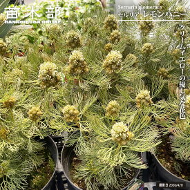 セルリア 【レモンハニー】 5号鉢植え
