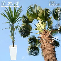 楽天市場】シュロ の 木の通販