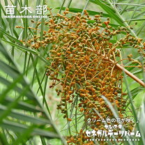 楽天市場】ナツメヤシ（観葉植物｜花・観葉植物）：花・ガーデン・DIY 