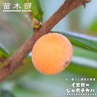 【イエロージャボチカバ】 Plinia glazioviana 実生 2号ポット苗