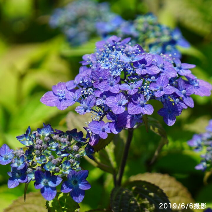 楽天市場】紫陽花 ヤマアジサイ 【坊ヶ鶴てまり】 3号ポット苗 : 苗木 