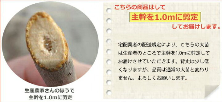 楽天市場】プルーン 苗木 【スタンレイ】 3年生接木大苗 【産地で剪定 