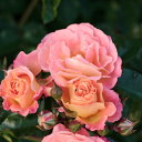 【バラ苗】 ドリフトローズ ピーチドリフト 修景バラ 四季咲き グランドカバー 【予約販売】【2017年11月下旬頃お届け予定】