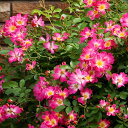 【バラ苗】 ドリフトローズ ピンクドリフト 修景バラ 四季咲き グランドカバー 【予約販売】【2017年11月下旬頃お届け予定】