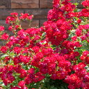 【バラ苗】 ドリフトローズ レッドドリフト 修景バラ 四季咲き グランドカバー 【予約販売】【2017年11月下旬頃お届け予定】