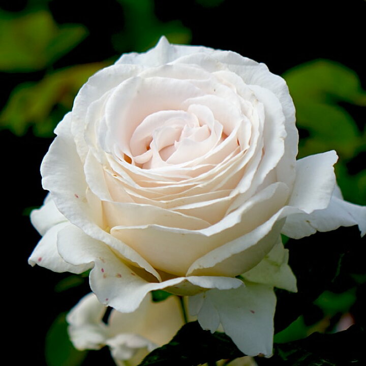 楽天市場 バラ苗 エルヴィス 大苗 ニルプ 白色 バラ 苗 四季咲き Ht 薔薇 予約販売 12月 翌年1月中に順次入荷 苗木部 by 花ひろばオンライン 楽天市場 バラ苗 エルヴィス 大苗 ニルプ 白色 バラ 苗 四季咲き Ht 薔薇 予約販売 12月 翌年1月中に順次入荷 苗木部 by 花ひろばオンライン