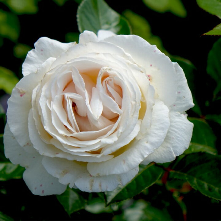 楽天市場 バラ苗 エルヴィス 大苗 ニルプ 白色 バラ 苗 四季咲き Ht 薔薇 予約販売 12月 翌年1月中に順次入荷 苗木部 by 花ひろばオンライン 楽天市場 バラ苗 エルヴィス 大苗 ニルプ 白色 バラ 苗 四季咲き Ht 薔薇 予約販売 12月 翌年1月中に順次入荷 苗木部 by 花ひろばオンライン