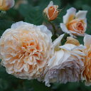 ■送料無料■【バラ苗】 クラウンプリンセスマルガリータ 長尺苗 イングリッシュローズ 強香 【西濃運輸お届け】【北海道・沖縄・離島…