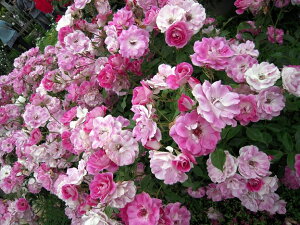 lG炫oc yuAg sN ACXo[Oz 2Nc y\̔z12`N1ח\