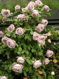 強香つるバラ 【つるブルームーン】 大苗 つるバラ 青紫色 強香 バラ 苗 つるばら 薔薇 ブルー系 フルーツ系 np 【予約販売】12月～翌年1月頃入荷予定