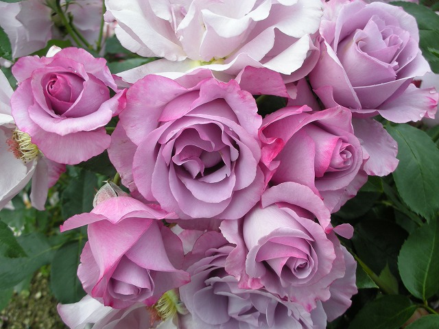 バラ苗 デルバール Del ディオレサンス ブランドの偉大なる香り 大苗 四季咲き バラ 紫色 強香 薔薇 バラ苗木 販売 苗