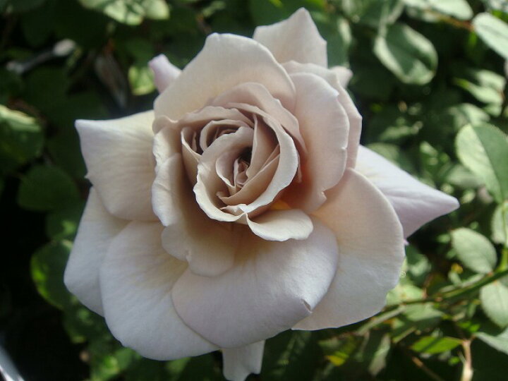 グレイパール（バラ苗：四季咲き大輪系）　大苗 薔薇 グレイパール（HT）接木苗木 新奇な色彩 黒真珠のような趣のある花 蕾沢山 薔薇 グレイパール（HT）接木苗木 新奇な色彩 黒真珠のような趣の