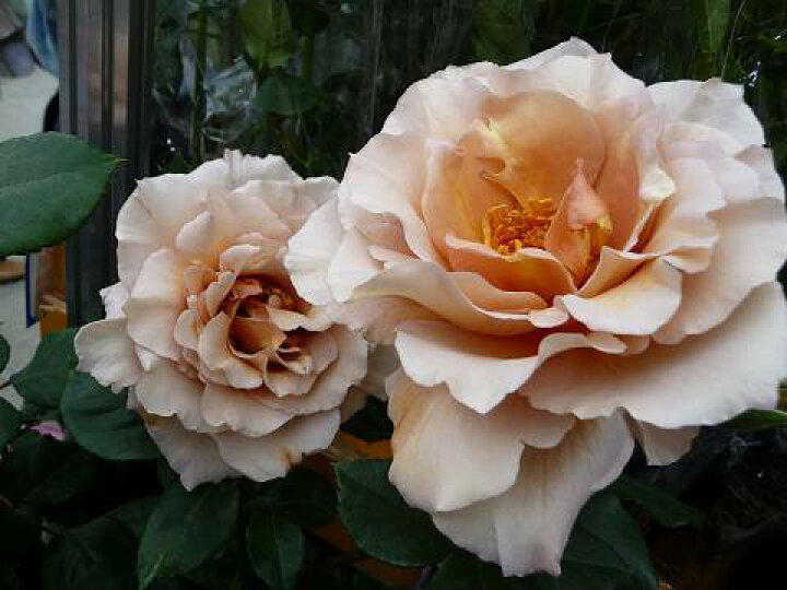 楽天市場 バラ苗 つるジュリア 3年生特大苗 つるバラ 茶色 バラ 苗 つるばら 薔薇 バラ苗木 苗木部 by 花ひろばオンライン 楽天市場 バラ苗 つるジュリア 3年生特大苗 つるバラ 茶色 バラ 苗 つるばら 薔薇 バラ苗木 苗木部 by 花ひろばオンライン