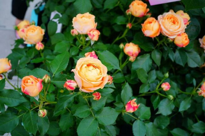 楽天市場 四季咲き 半つる性 シュラブ ラパリジェンヌ 大苗 オレンジ色 強健 薔薇 バラ苗木 苗木部 ｂｙ 花ひろばオンライン
