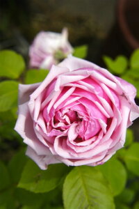 lG炫oc ytXz 1N Vc lG炫 sN  o c KN y\̔z4{ח\