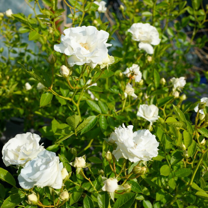楽天市場 バラ苗 つるサマースノー 大苗 つるバラ トゲが少ないから安心 白色 強健 バラ 苗 つるばら 薔薇 Np 苗木部 by 花ひろばオンライン 楽天市場 バラ苗 つるサマースノー 大苗 つるバラ トゲが少ないから安心 白色 強健 バラ 苗 つるばら 薔薇 Np 苗木部 by 花ひろばオンライン