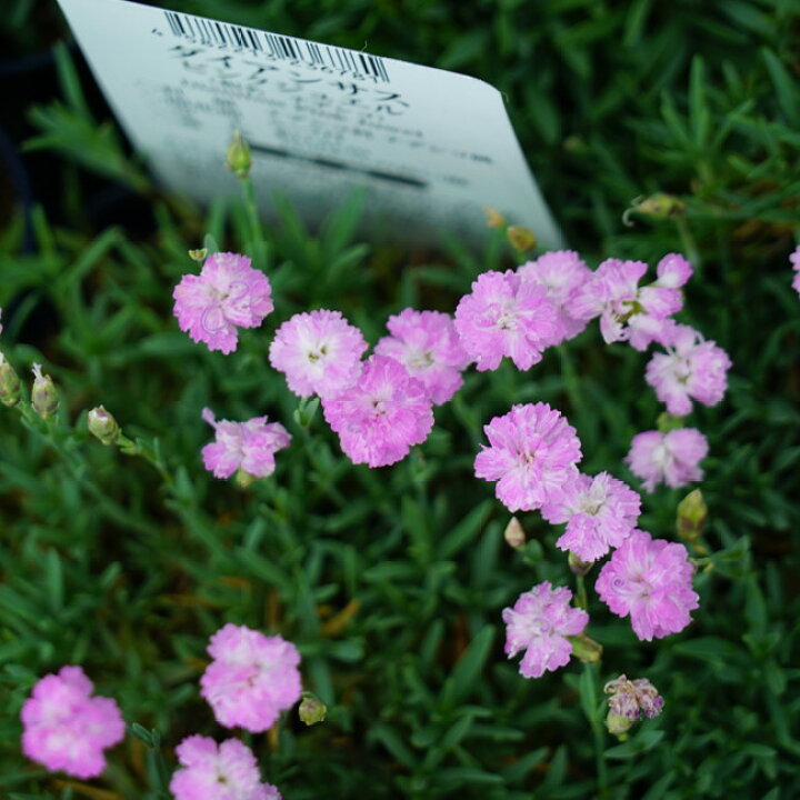 楽天市場 ダイアンサス なでしこ ピンクジュエル ポット苗 苗木部 ｂｙ 花ひろばオンライン