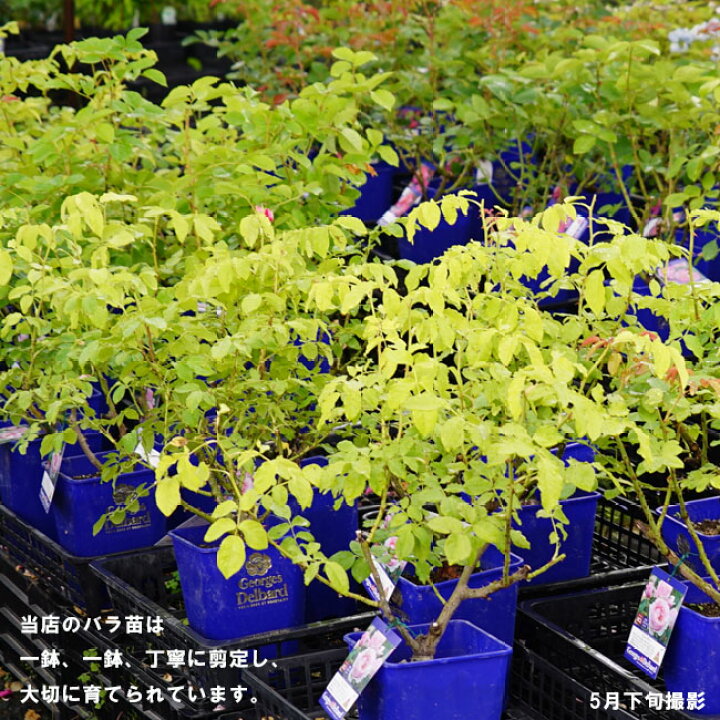 楽天市場 バラ苗 マダムフィガロ 大苗 デルバール Del 四季咲き ピンク 強香 強健 バラ 苗 薔薇 バラ苗木 苗木部 ｂｙ 花ひろばオンライン