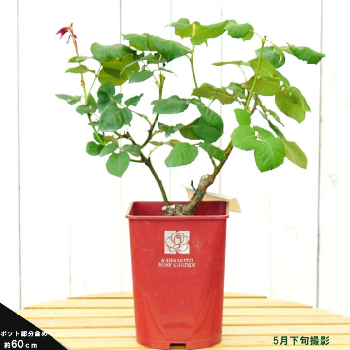 楽天市場 バラ苗 ミカエル 大苗 木立バラ 河本バラ園 四季咲き 赤色 バラ 苗 薔薇 バラ苗木 予約販売 12月 翌年1月中に順次入荷 苗木部 by 花ひろばオンライン 楽天市場 バラ苗 ミカエル 大苗 木立バラ 河本バラ園 四季咲き 赤色 バラ 苗 薔薇 バラ苗木 予約販売 12月 翌年1月中に順次入荷 苗木部 by 花ひろばオンライン