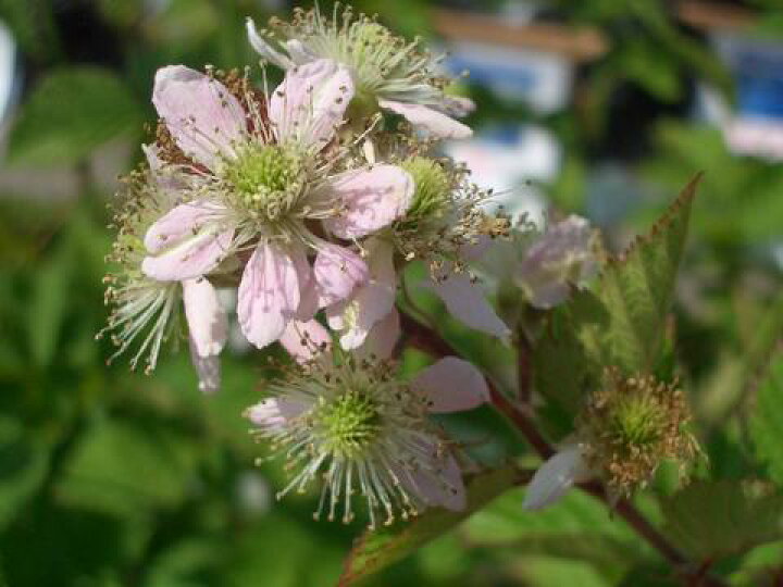 楽天市場 ボイセンベリー 5号ポット苗 苗木部 ｂｙ 花ひろばオンライン