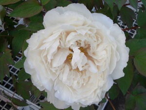 yMwlz iFj O 2N 6XbgA