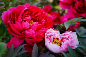 yсz iinj O 2N 6XbgA