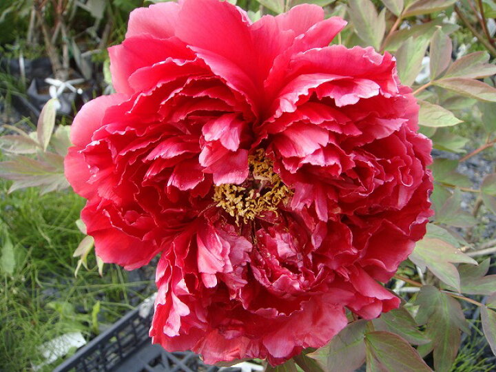 楽天市場 太陽 濃紅色 牡丹 2年生 6号スリット苗 苗木部 by 花ひろばオンライン 楽天市場 太陽 濃紅色 牡丹 2年生 6号スリット苗 苗木部 by 花ひろばオンライン