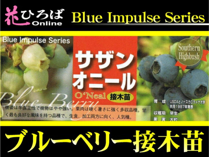 1260円 国内在庫 ブルーベリー 苗木 苗 オニールr 接木1年生苗 1株 サザンハイブッシュ系 ブルーベリーの木 果樹苗 国華園