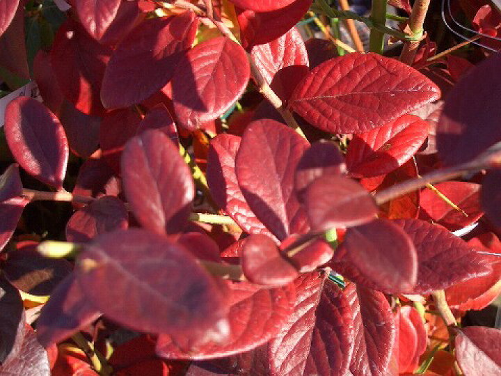 楽天市場 ビロキシー サザンハイブッシュ系 2年生接木苗 ブルーベリー ブルーインパルス 苗木部 ｂｙ 花ひろばオンライン