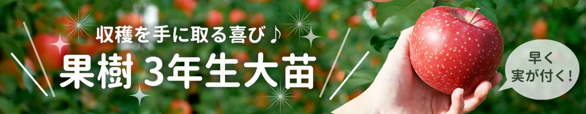 すぐに花実が楽しめる3年生苗コーナー