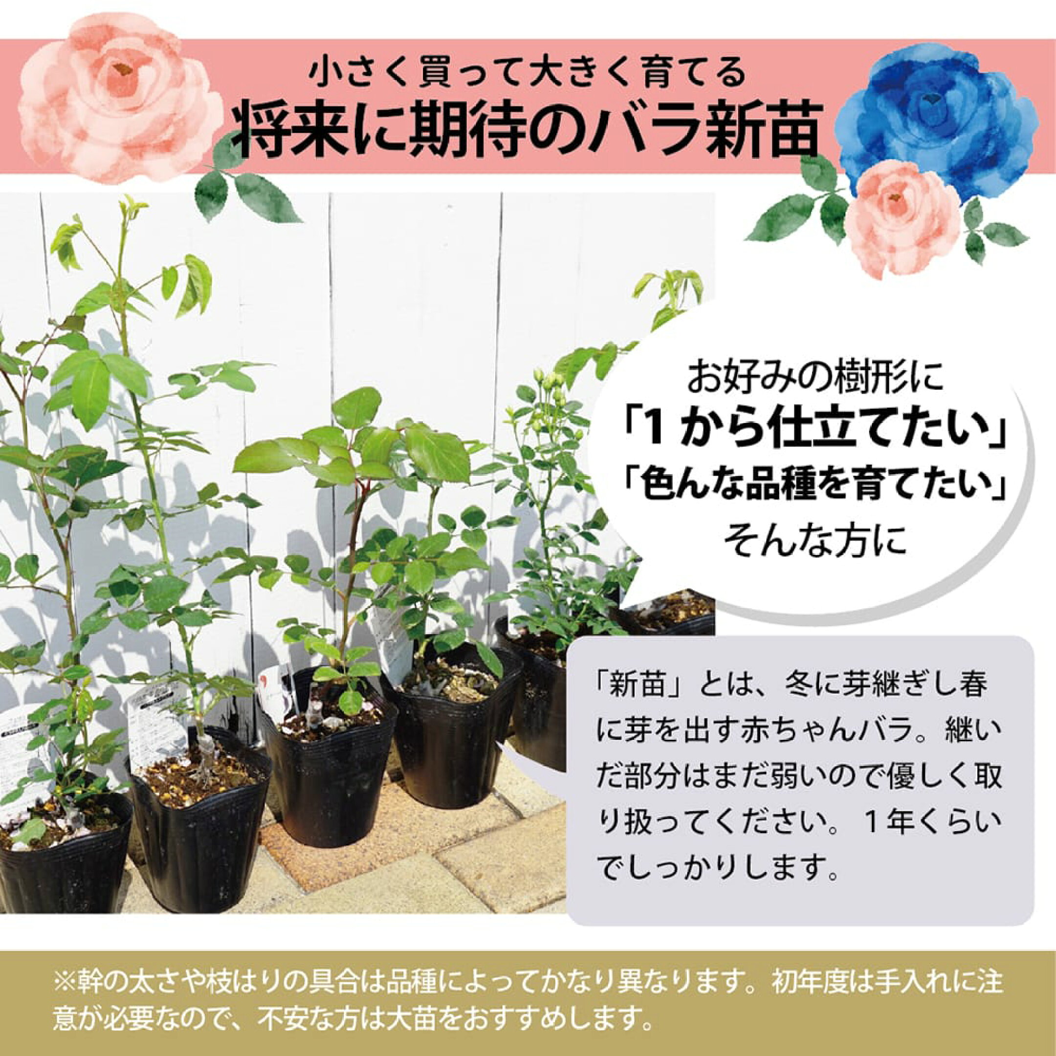 お手軽に始められるバラの新苗