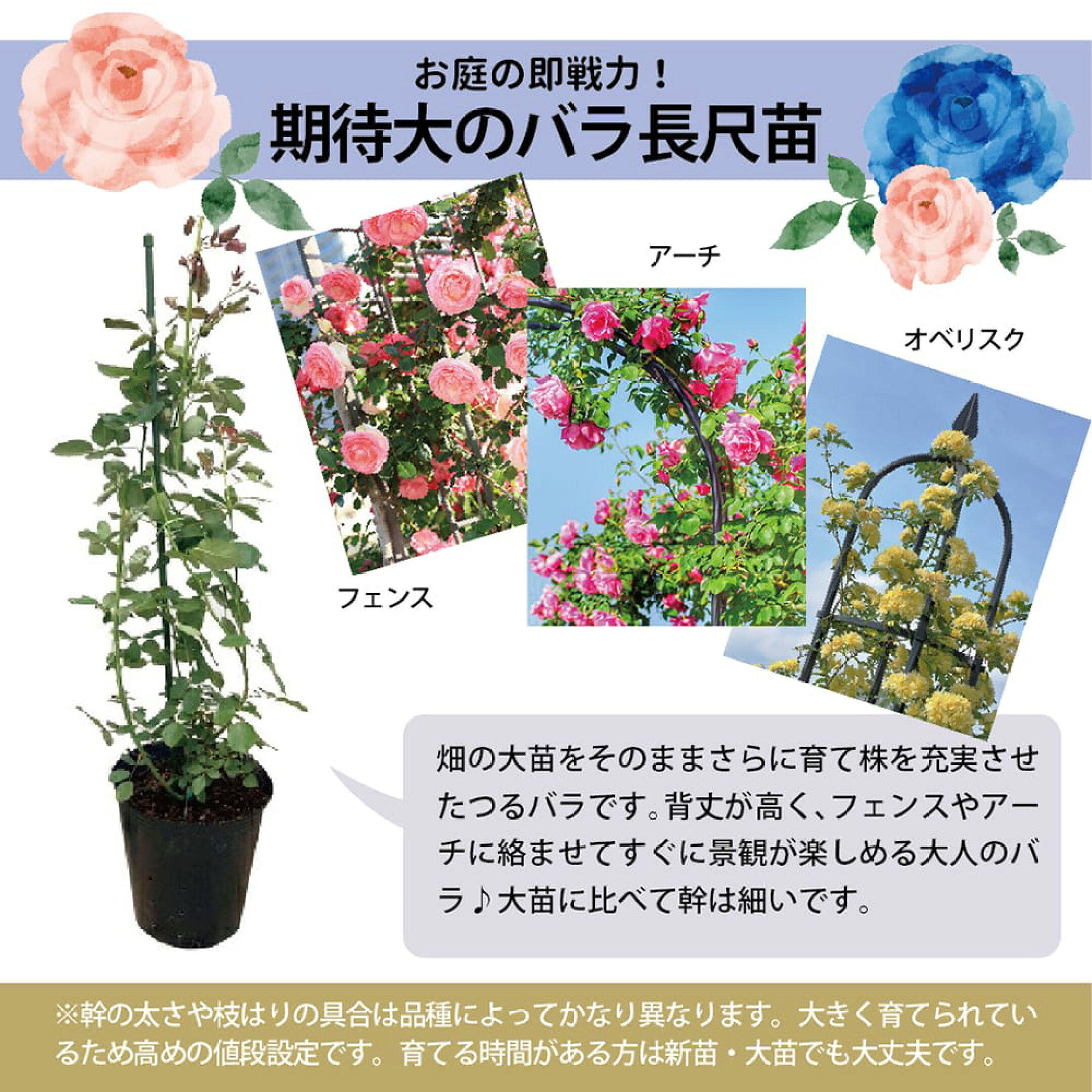 お庭の即戦力になるバラの大苗
