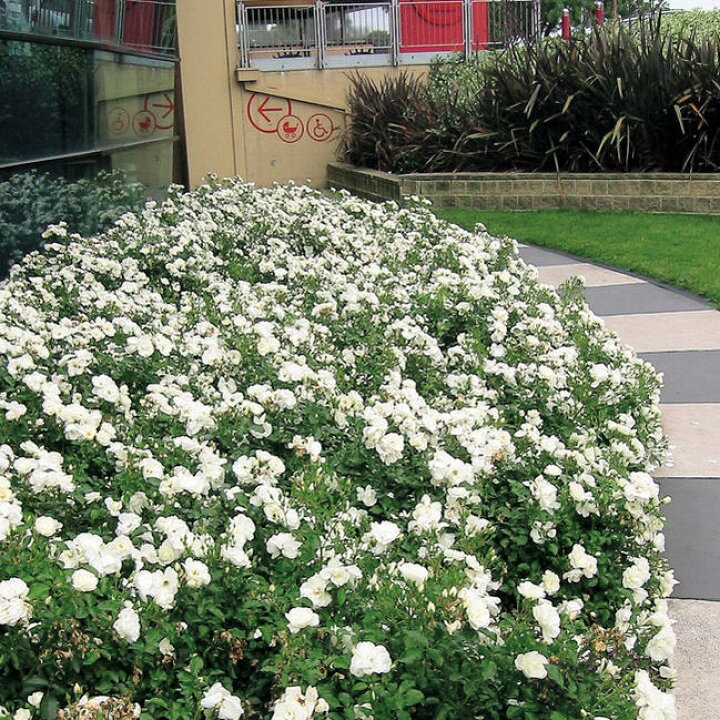 楽天市場 フラワーカーペットローズ ホワイト ポット苗 バラ苗 苗木部 by 花ひろばオンライン 楽天市場 フラワーカーペットローズ ホワイト ポット苗 バラ苗 苗木部 by 花ひろばオンライン