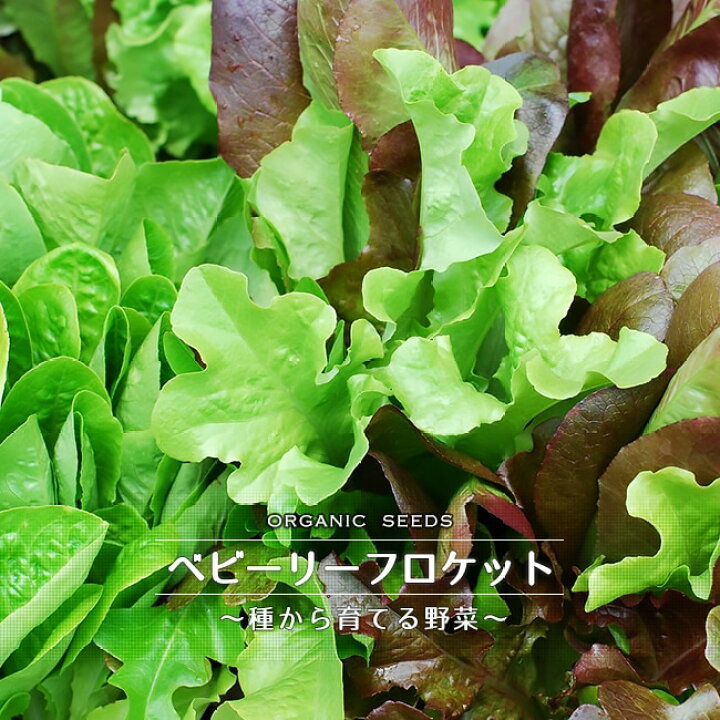 市場 有機種子 ハーブ 種子 オーガニック 固定種 種 アルグラ セルバチコ グリーンフィールドプロジェクト ワイルドロケット ルッコラ 市場 有機種子 ハーブ 種子 オーガニック 固定種 種 アルグラ セルバチコ グリーンフィールドプロジェクト ワイルドロケット ルッコラ
